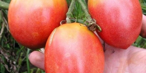 Pink flamingo paradajz: recenzije, fotografije, prinos